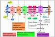 Frontiers Prostaglandin E2 As a Modulator of Viral Infection